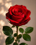 Red Rose Bud